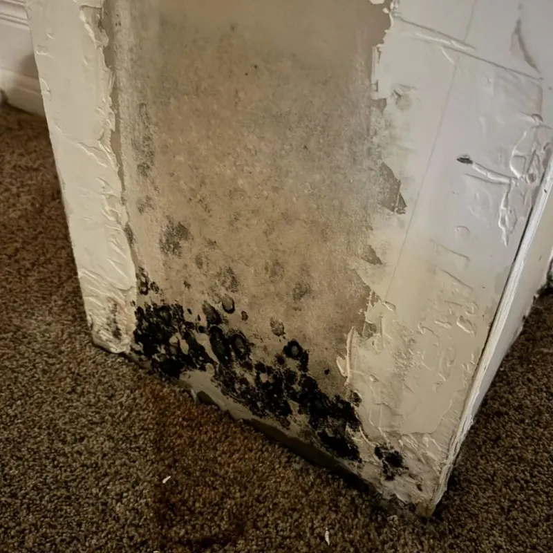 Professional Mold Removal in Gainesville, FL
